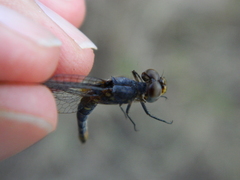 Anisoptera