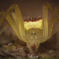 Araneus alboventris