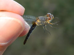 Anisoptera