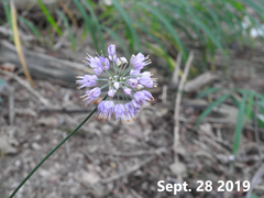 Allium thunbergii