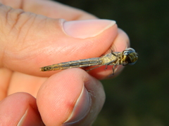 Anisoptera