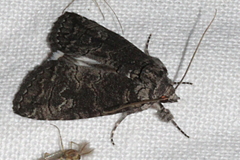 Prorocopis