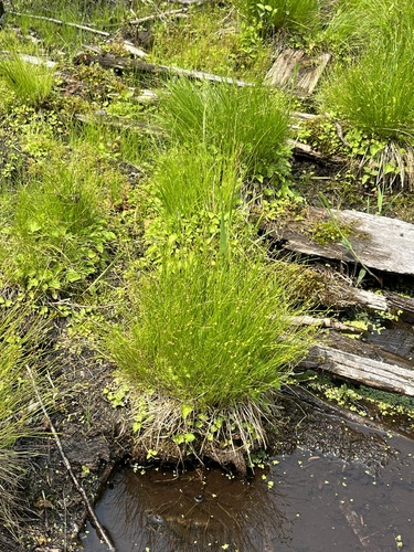 Carex capillacea observed 2025-06-11