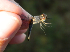 Anisoptera