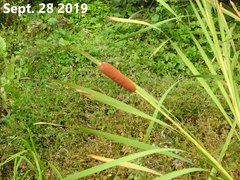 Typha orientalis