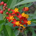 Tropical Milkweed - Photo (c) Aurelio Molina Hernández., some rights reserved (CC BY-NC), uploaded by Aurelio Molina Hernández.