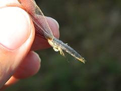 Anisoptera