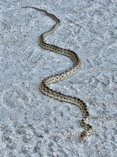 iNaturalist observation photo of Gopher Snake