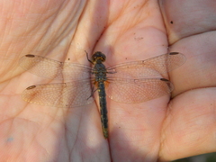 Anisoptera