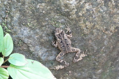 Incilius melanochlorus