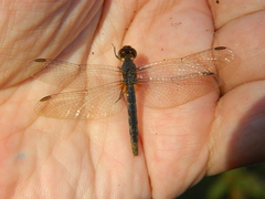 Anisoptera