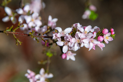 Cyanothamnus anemonifolius