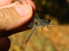 Anisoptera