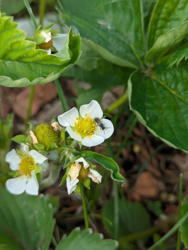 Annulate Masked Bee photo 5