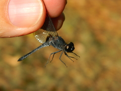 Anisoptera