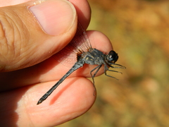 Anisoptera