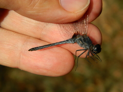 Anisoptera