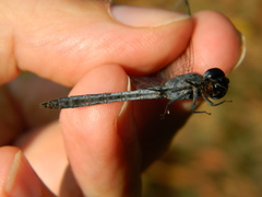 Anisoptera