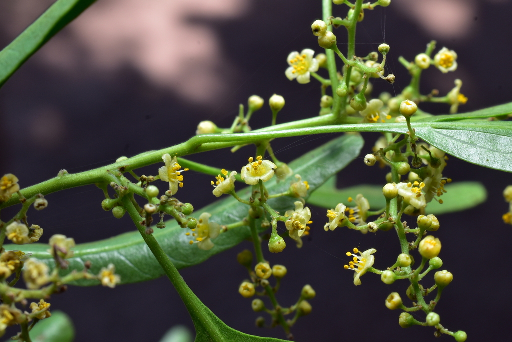 Schinus pearcei; photograph (c) Jhon A. Yuca-Palomino, some rights reserved (CC BY)