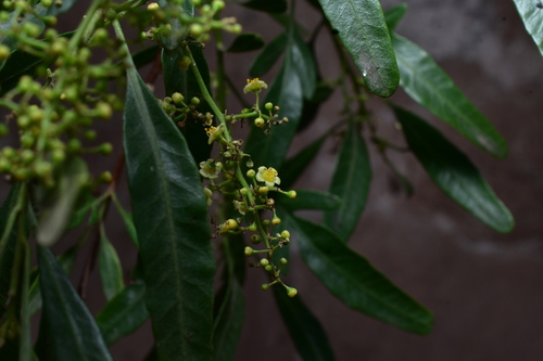 Schinus pearcei, photograph 1