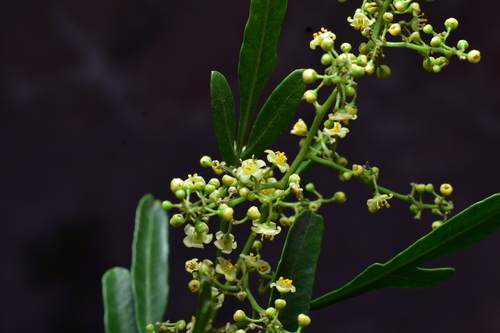 Schinus pearcei, photograph 2