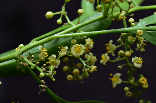 Schinus pearcei, photograph 3