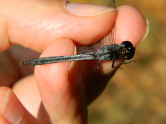 Anisoptera