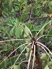 Pseudosmodingium perniciosum