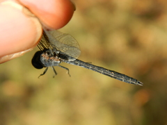 Anisoptera