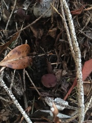 Tubaria punicea
