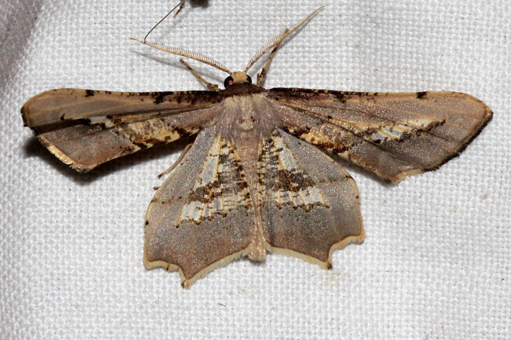 Gonodontis stramenticea