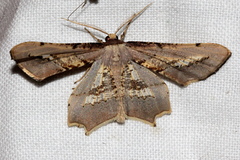 Gonodontis stramenticea