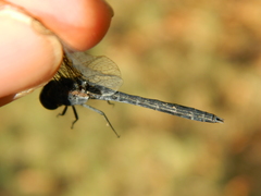Anisoptera