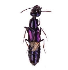 Thyreocephalus
