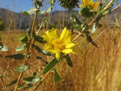 Grindelia squarrosa serrulata