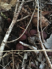 Tubaria punicea