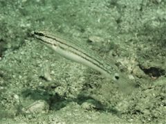 Amblygobius buanensis