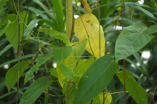 Passiflora maliformis observed 2025-06-24