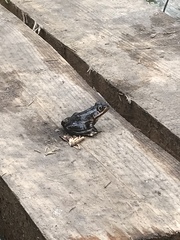 Lithobates virgatipes