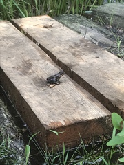 Lithobates virgatipes
