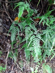 Pteris dispar