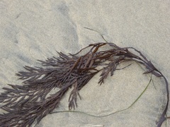 Stephanocystis