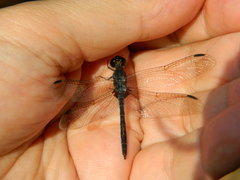 Anisoptera