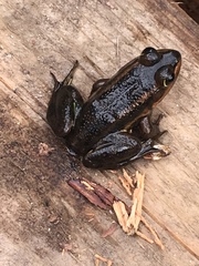Lithobates virgatipes