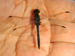 Anisoptera