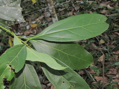 Aiouea montana