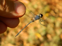 Anisoptera