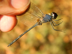 Anisoptera