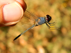 Anisoptera