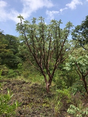 Pseudosmodingium perniciosum